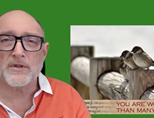 Gospel Reflection – Saturday 14th Week of Ordinary Time – The worth of sparrows