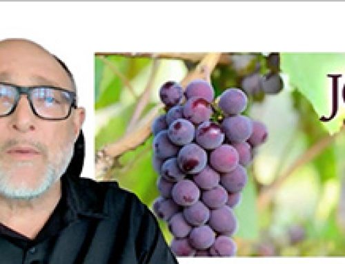 Gospel Reflection – Wednesday 5th Week of Easter – The vine must bear pruning